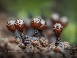 Attēlu rezultāti vaicājumam “Trichia ambigua macro”