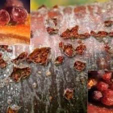 Attēlu rezultāti vaicājumam “Neonectria coccinea”