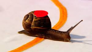 Image result for World Snail Racing Championships