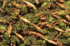 Attēlu rezultāti vaicājumam “Ulota crispa”