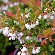 Attēlu rezultāti vaicājumam “Vaccinium vitis-idaea flower”