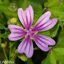 Image result for Malva sylvestris