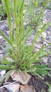 Attēlu rezultāti vaicājumam “Crepis tectorum”