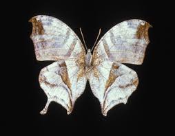 Image result for Papilionoidea