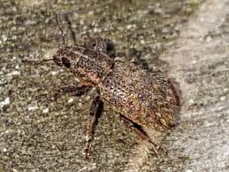 Attēlu rezultāti vaicājumam “Sitona sp.”