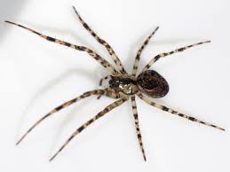 Attēlu rezultāti vaicājumam “Metellina merianae”