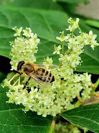 Attēlu rezultāti vaicājumam “Reynoutria japonica flower”