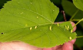 Attēlu rezultāti vaicājumam “Eriophyes tiliae”