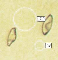 Attēlu rezultāti vaicājumam “Gomphidius roseus”