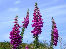 Image result for Digitalis purpurea