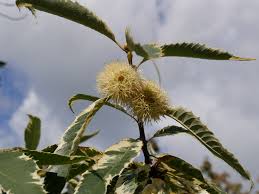 Attēlu rezultāti vaicājumam “Castanea sativa  leaf”