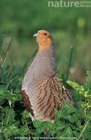 Attēlu rezultāti vaicājumam “Perdix perdix”