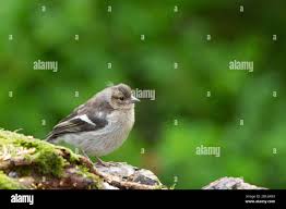 Attēlu rezultāti vaicājumam “Fringilla coelebs juvenile”