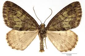 Attēlu rezultāti vaicājumam “Hydriomena impluviata”