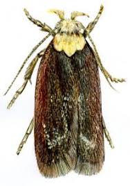 Attēlu rezultāti vaicājumam “Depressaria depressana”