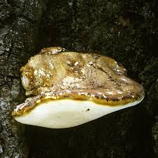 Attēlu rezultāti vaicājumam “Buglossoporus quercinus”