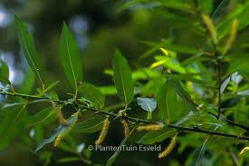 Attēlu rezultāti vaicājumam “Salix triandra”