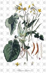 Attēlu rezultāti vaicājumam “Brassica napus fruit”