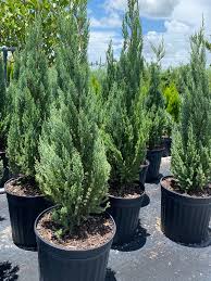 Attēlu rezultāti vaicājumam “Juniperus chinensis”