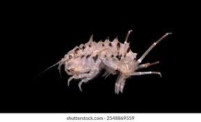 Attēlu rezultāti vaicājumam “Amphipoda”