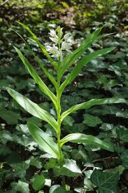 Attēlu rezultāti vaicājumam “Cephalanthera longifolia”