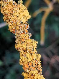 Attēlu rezultāti vaicājumam “Xanthoria parietina”