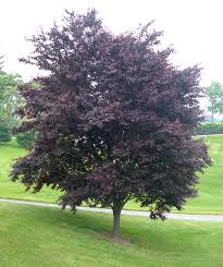 Attēlu rezultāti vaicājumam “Prunus cerasifera”