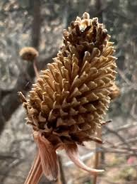 Attēlu rezultāti vaicājumam “Reticularia lobata young”