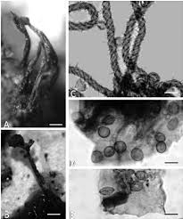 Attēlu rezultāti vaicājumam “Hemitrichia calyculata stalked”