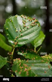 Attēlu rezultāti vaicājumam “Alnus glutinosa leaf”