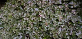 Attēlu rezultāti vaicājumam “Conocephalum conicum”