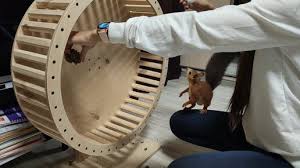 Картинки по запросу белку зажевало в диск