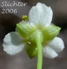 Attēlu rezultāti vaicājumam “Alisma plantago-aquatica flower”