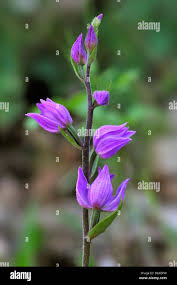 Attēlu rezultāti vaicājumam “Cephalanthera rubra bud”