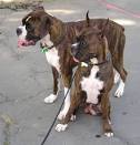 File:Boxer (dog).jpg - Wikipedia, the free encyclopedia