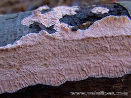 Attēlu rezultāti vaicājumam “Corticium roseum”