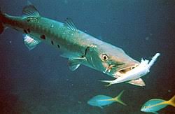 Image result for Sphyraena barracuda