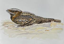 Image result for Caprimulgus ruficollis