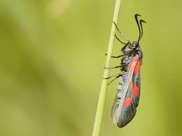 Attēlu rezultāti vaicājumam “Zygaena viciae”