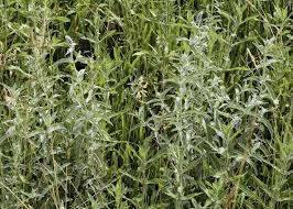 Attēlu rezultāti vaicājumam “Mentha longifolia”