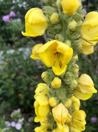Attēlu rezultāti vaicājumam “Verbascum densiflorum bud”
