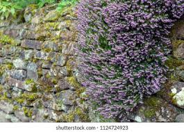 Attēlu rezultāti vaicājumam “Erica x darleyensis flower”