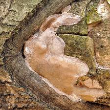 Attēlu rezultāti vaicājumam “Phellinus tremulae”