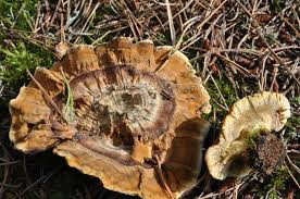 Attēlu rezultāti vaicājumam “Coltricia perennis”