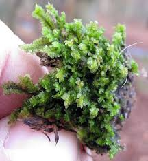 Attēlu rezultāti vaicājumam “Diplophyllum albicans”