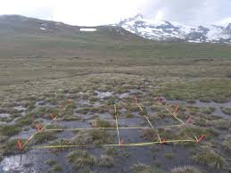 Attēlu rezultāti vaicājumam “Pseudocalliergon turgescens”