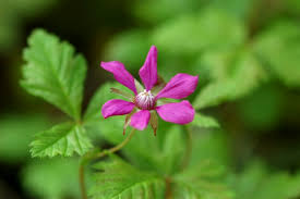 Attēlu rezultāti vaicājumam “Rubus arcticus”