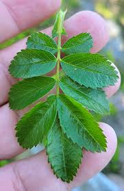 Attēlu rezultāti vaicājumam “Rosa subcanina leaf”