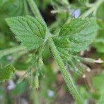 Attēlu rezultāti vaicājumam “Acinos arvensis”