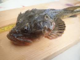 Image result for Myoxocephalus quadricornis